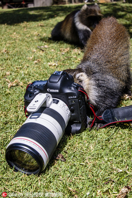 肯小猴抢摄影师相机 撅屁股玩自拍