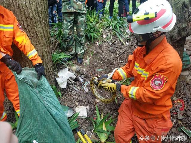 贵阳民居内惊现"蛇窝 消防破墙擒获五条菜花蛇