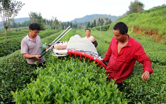 印江:推广机械化采茶 提高茶叶下树率