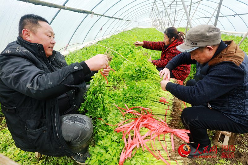 河南光山:大棚蔬菜带动村民致富(组图)