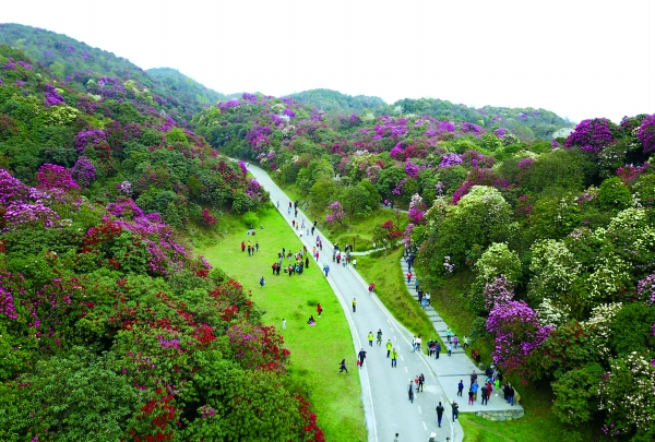 百里杜鹃:延长花期扩展景区变"一季游"为"四季游"