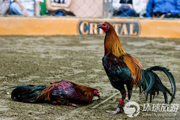 智利残忍的传统斗鸡