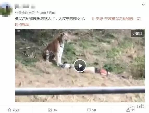 宁波一动物园发生老虎咬人事件,游客被叼走后遭啃咬,视频惊人!