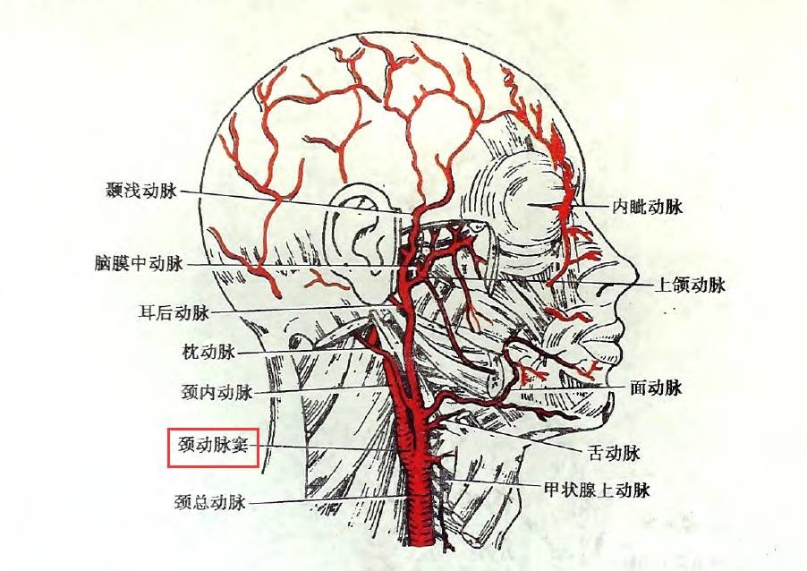 你脖子上有个"死穴",按摩时不要轻易碰它