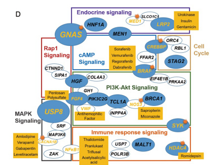 camp,cell cycle,pi3k-akt,immune response,mapk,endocrine 和 rap