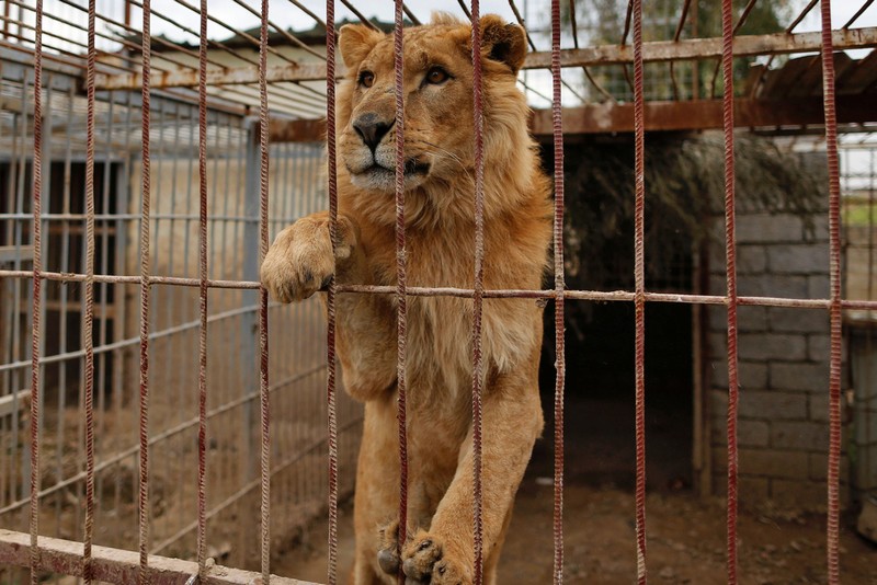 伊拉克战火致动物园荒废 动物被转移