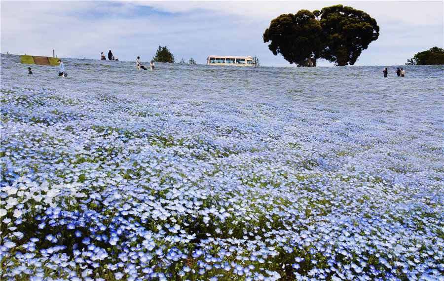 日本一公园粉蝶花绽放吸引众多游客欣赏