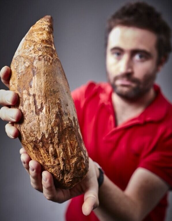 澳大利亚发现500万年前鲸鱼牙化石 大过暴龙牙