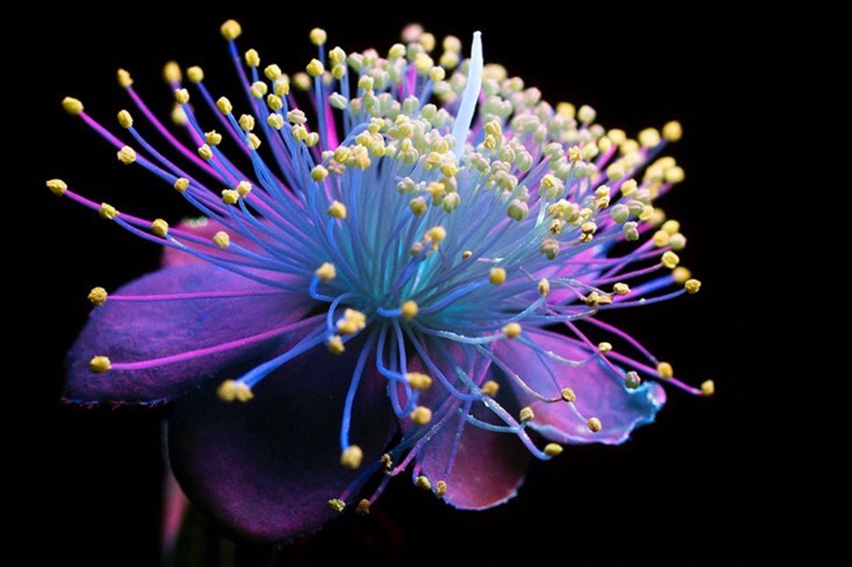 美国摄影家用特殊技术拍出荧光花朵 似暗夜中的烟火(组图)