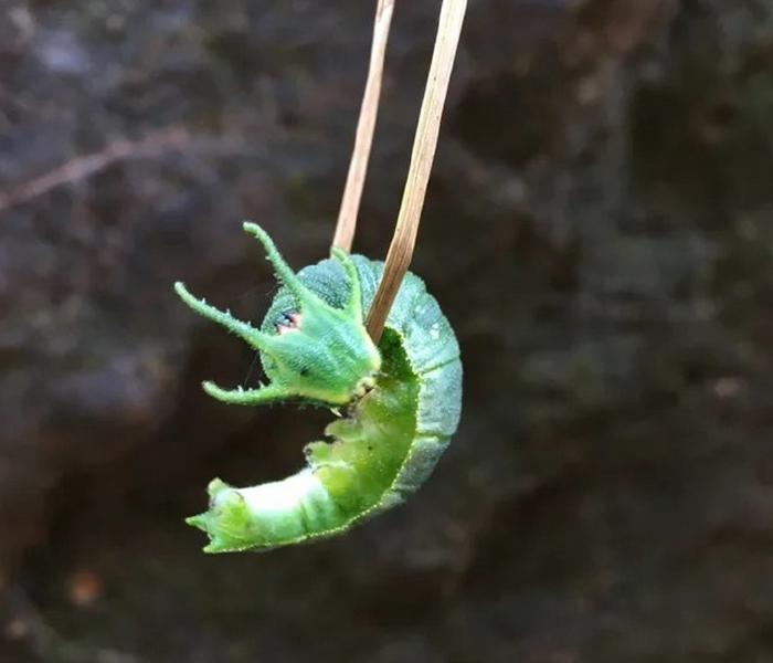 这个看起来很像一只"小绿龙"的小家伙其实是二尾蛱蝶的幼壮 .