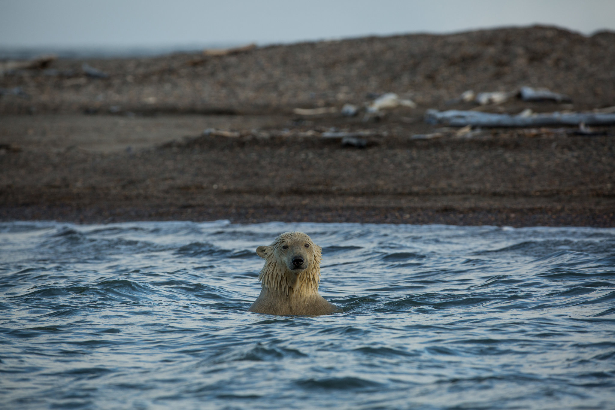 北极熊生存现状报告:已成气候变化代言人