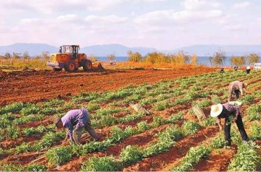中国媒体都在担心农村没人种地?根本就是伪命题!