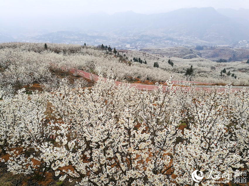 高清组图:纳雍县总溪河畔玛瑙红樱桃花开正艳