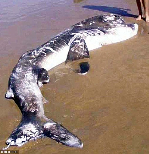 日本渔民捕获罕见巨口鲨:寿命长达100年