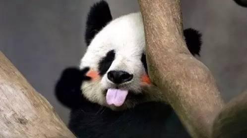 对此,国内网友纷纷表示,下辈子一定要当大熊猫….