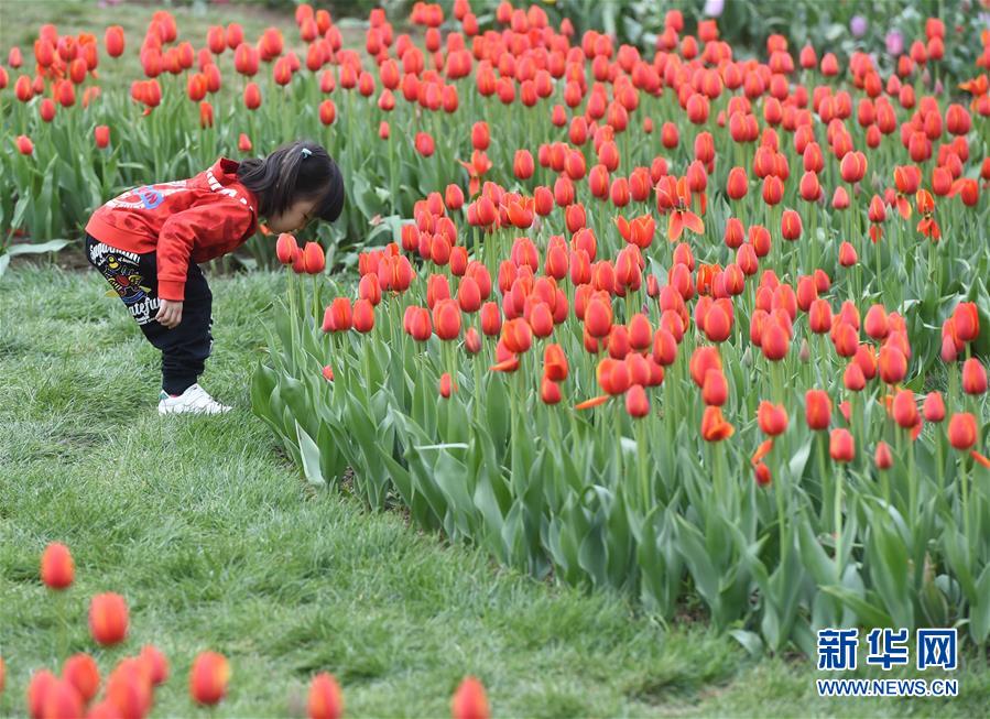 4月9日,一名小朋友在北京国际鲜花港欣赏绽放的郁金香.