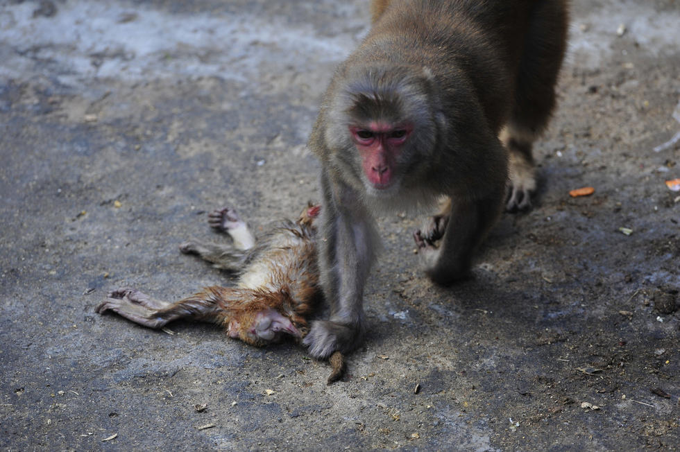 试图靠近它们的猴子,都被猴妈妈龇牙吓退(来自:腾讯图片)