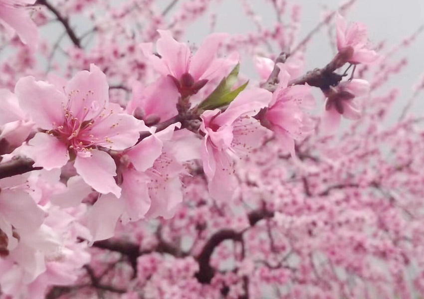 更是有着"桂林最美乡道"的美誉,道路两旁,满满都是粉色娇嫩的桃花