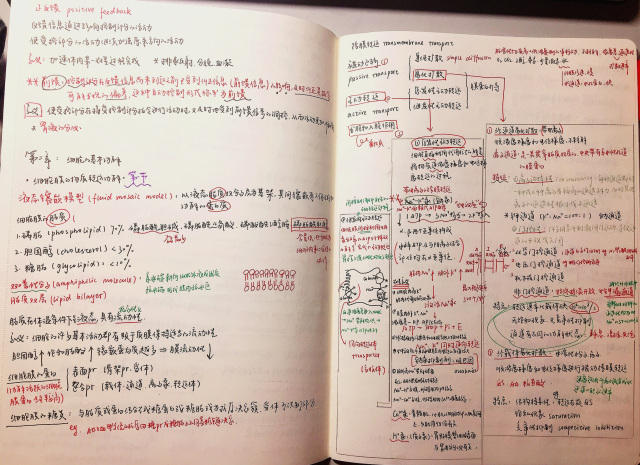 组图:医学生晒专业笔记 网友评都是美术生