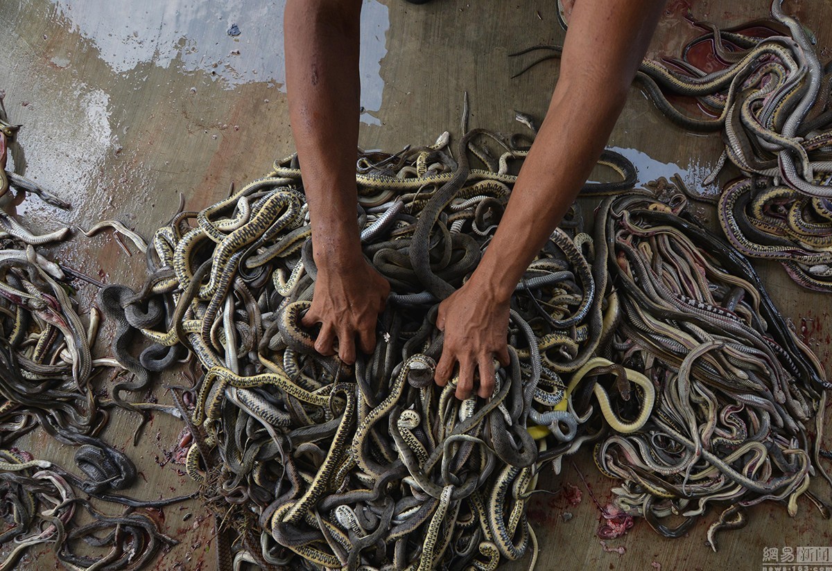实拍印尼屠蛇场 手剥蛇皮尸体成堆