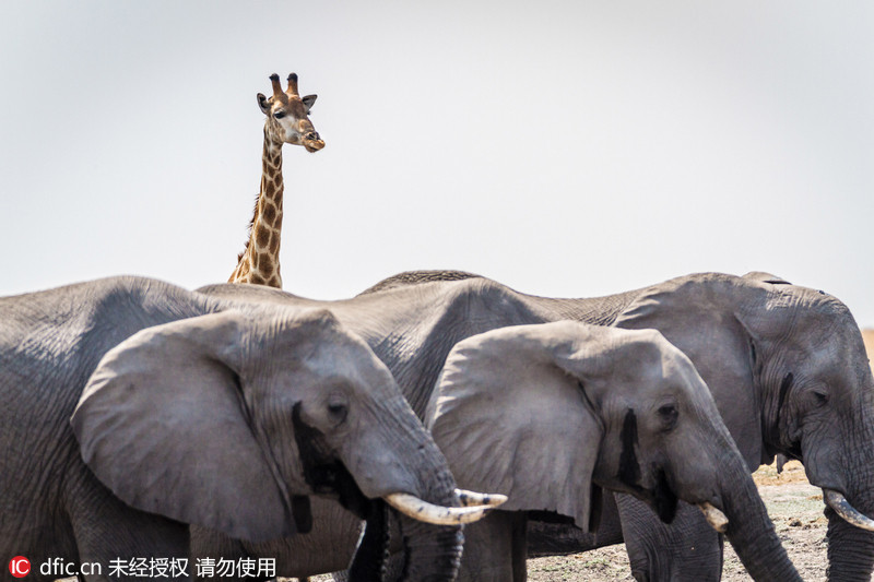 澳大利亚女摄影师历时十年拍摄非洲象