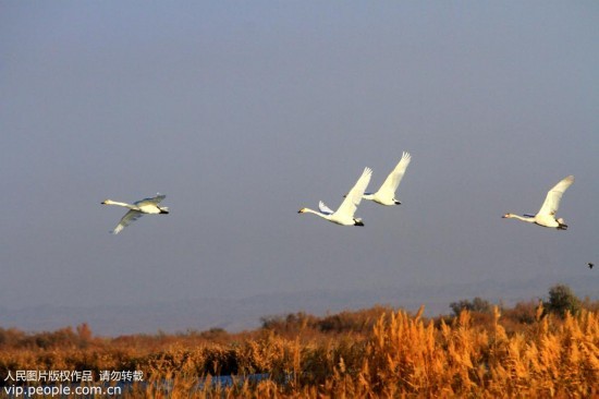 大批天鹅来到甘肃张掖黑河湿地越冬【4】