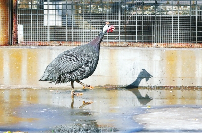 珍珠鸡