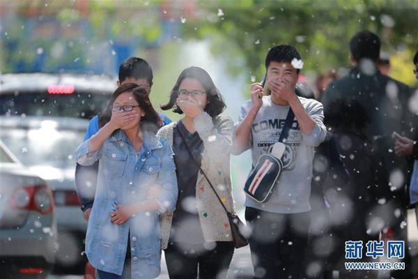 杨絮漫天如四月暴雪 网友:为什么要种?