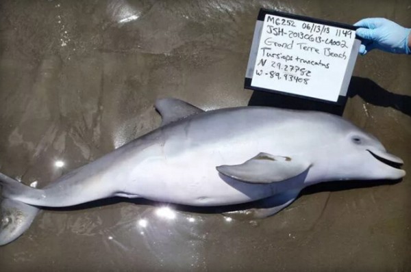 海豚宝宝及胚胎的死亡可能与墨西哥湾漏油事故相关