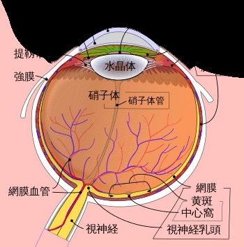 ↑↑↑中心窝位于眼球底部,黄斑部的中央位置