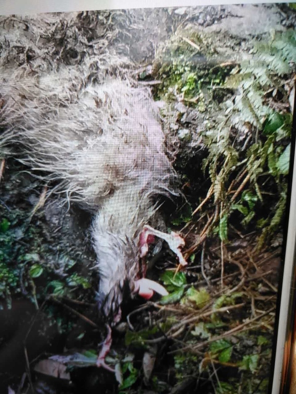 四川目击野生大熊猫下山:啃食村民山羊