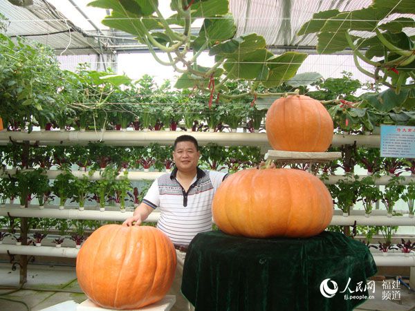 退伍兵厦门发展"太空农场" 太空育种落地成果精彩纷呈