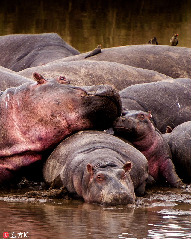 sundukova在坦桑尼亚马拉河边游玩时拍到搞笑一幕,一只小河马和一群